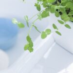 Shower Plants For Your Bathroom