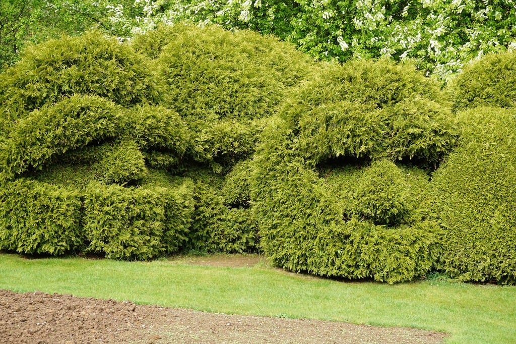 Boxwood Landscaping Ideas