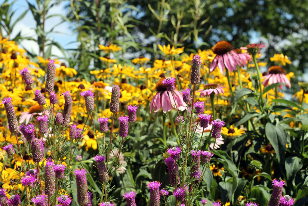 Pollinator Garden Ideas