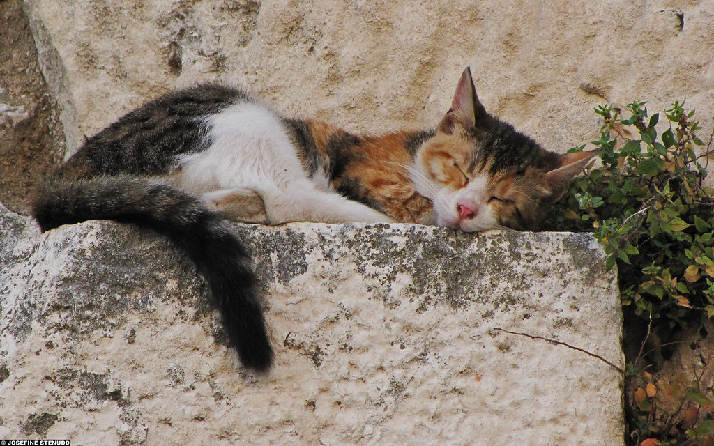 Cat Wall