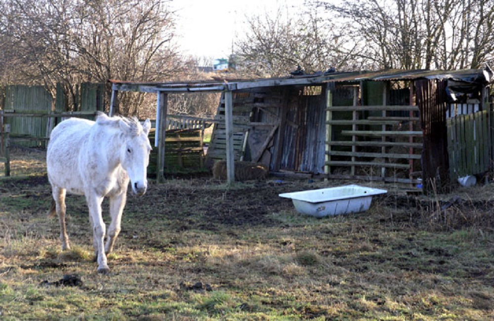 Horse Shelter Ideas