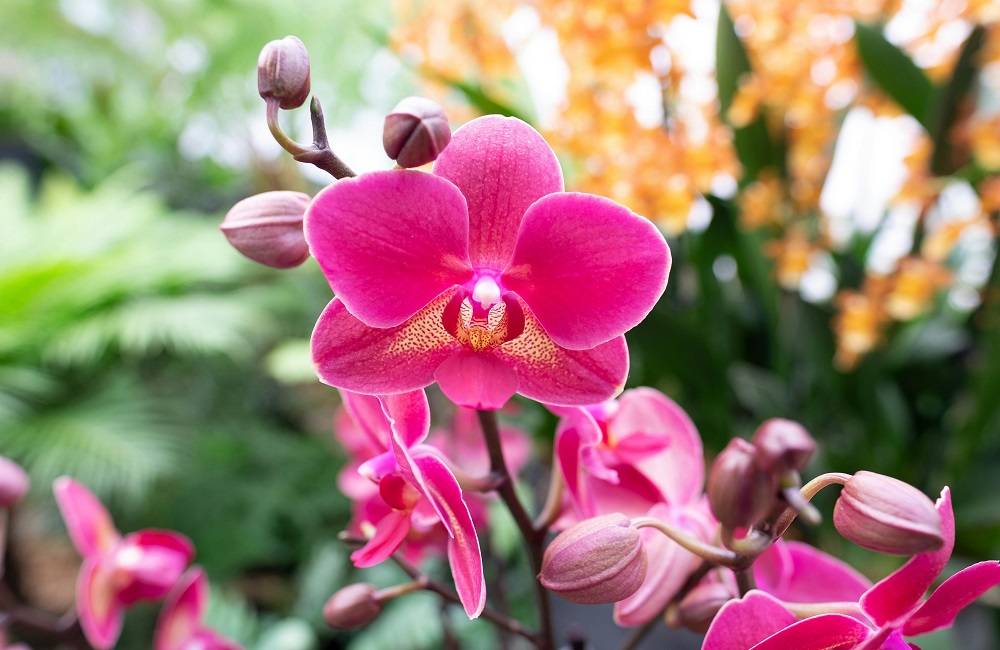 How to Revive Your Dying Orchid