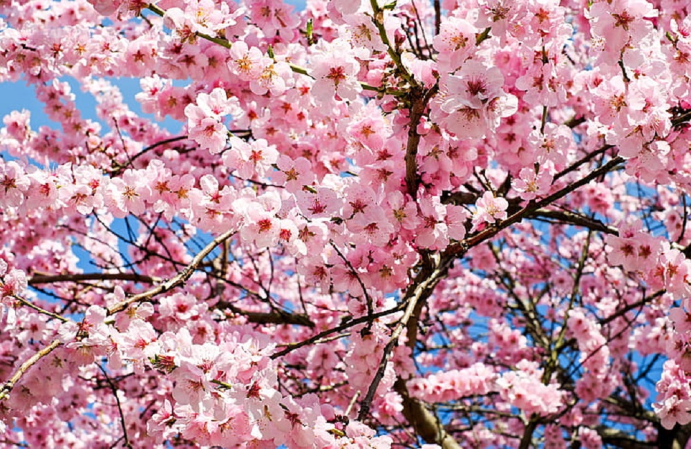 Japanese Cherry Blossom Tree