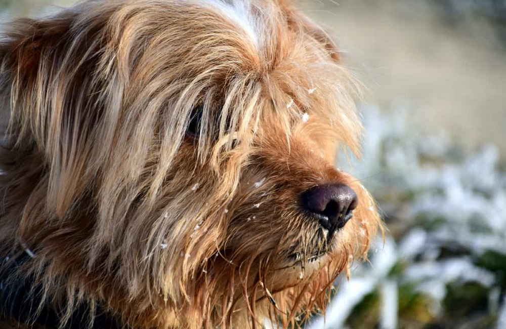 How To Clean Dog Hair From Washing Machine