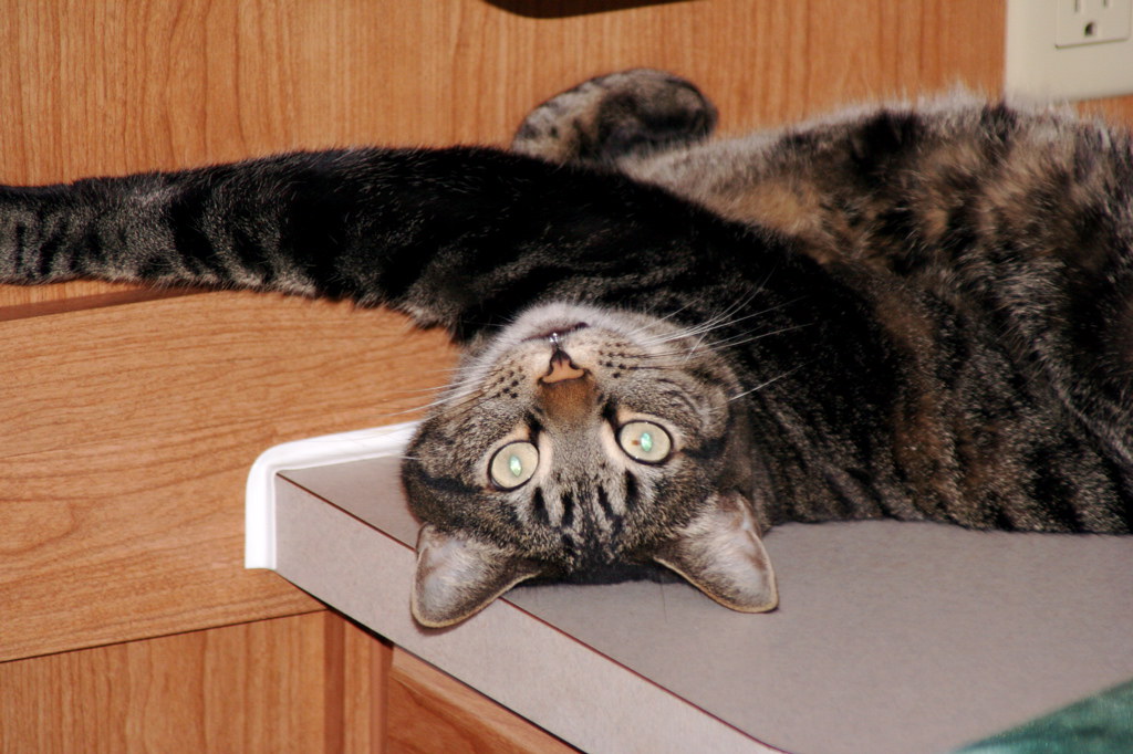 RVing with Cats