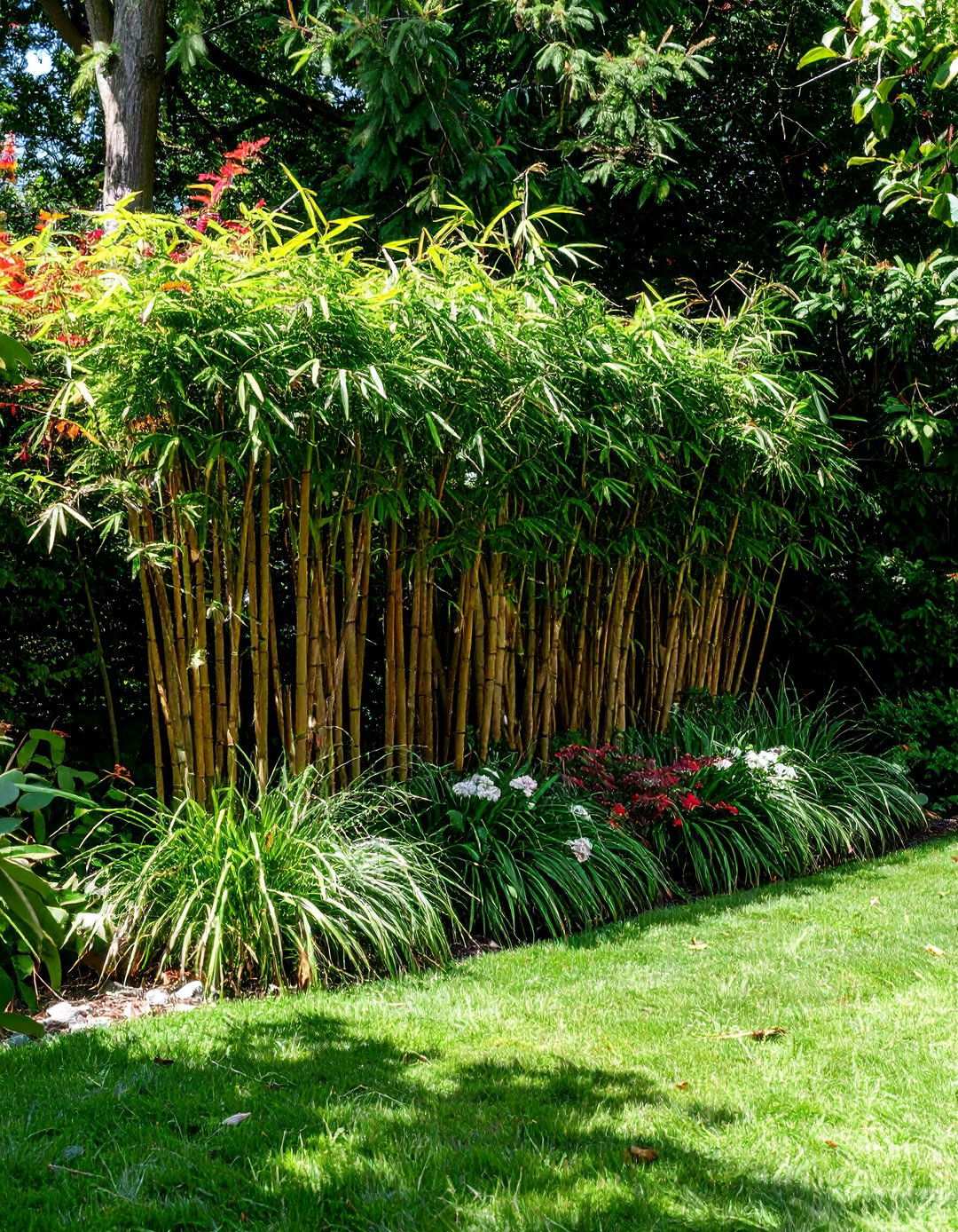 Bamboo Screening Privacy Gardens - 24 Shady Garden Ideas