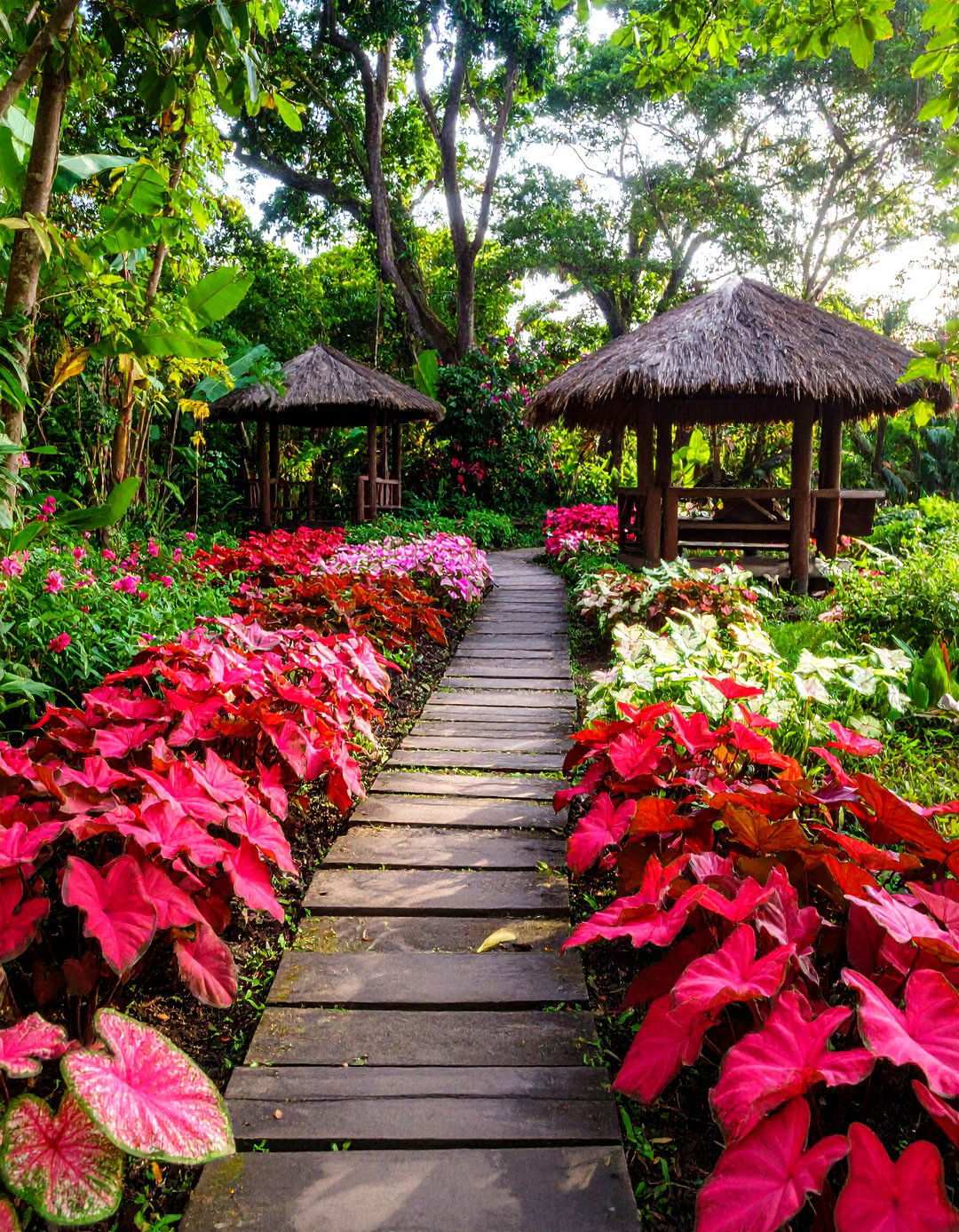 Caladium Tropical Shade Gardens - 24 Shady Garden Ideas