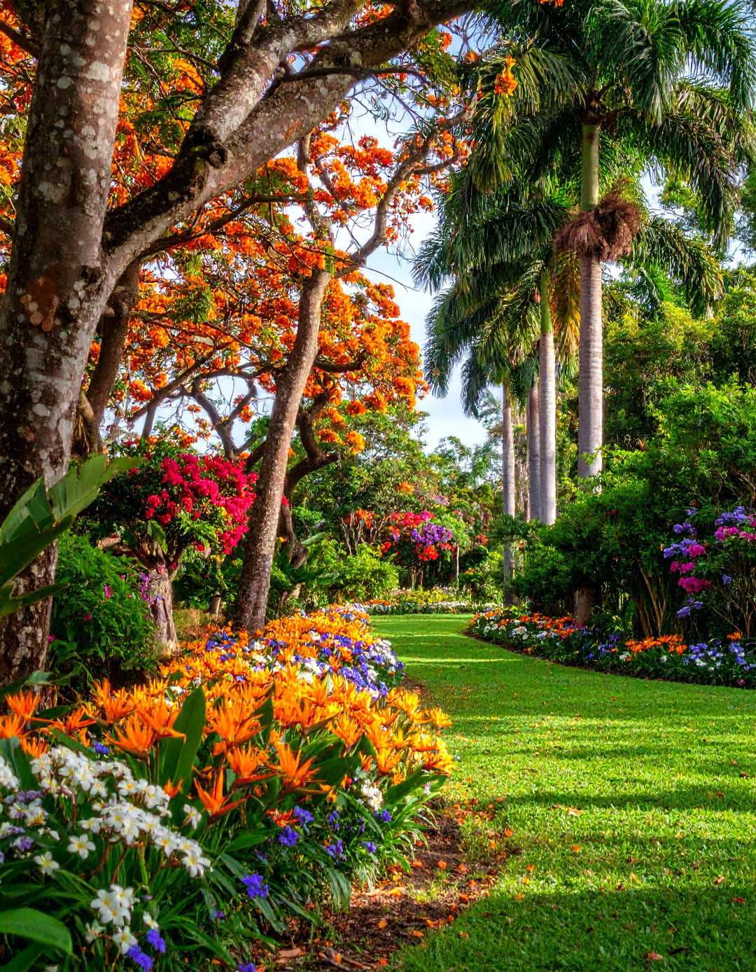 Exotic Flowering Tree Collection - 24 Tropical Garden Ideas