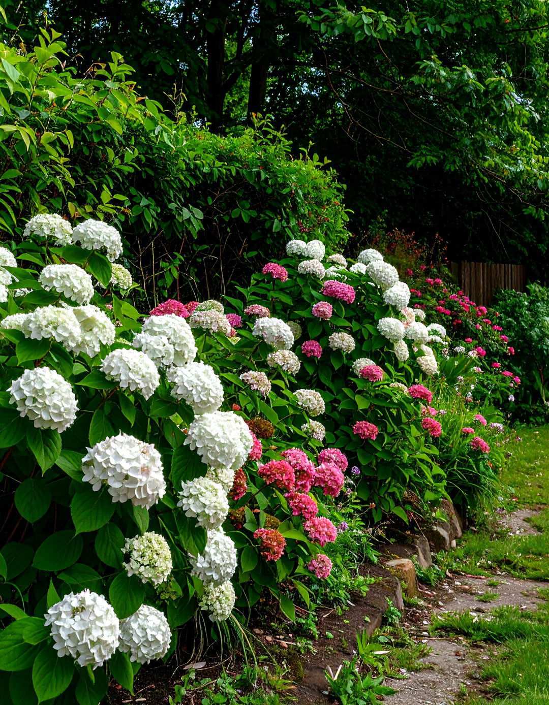Hydrangea Shrub Border Gardens - 24 Shady Garden Ideas