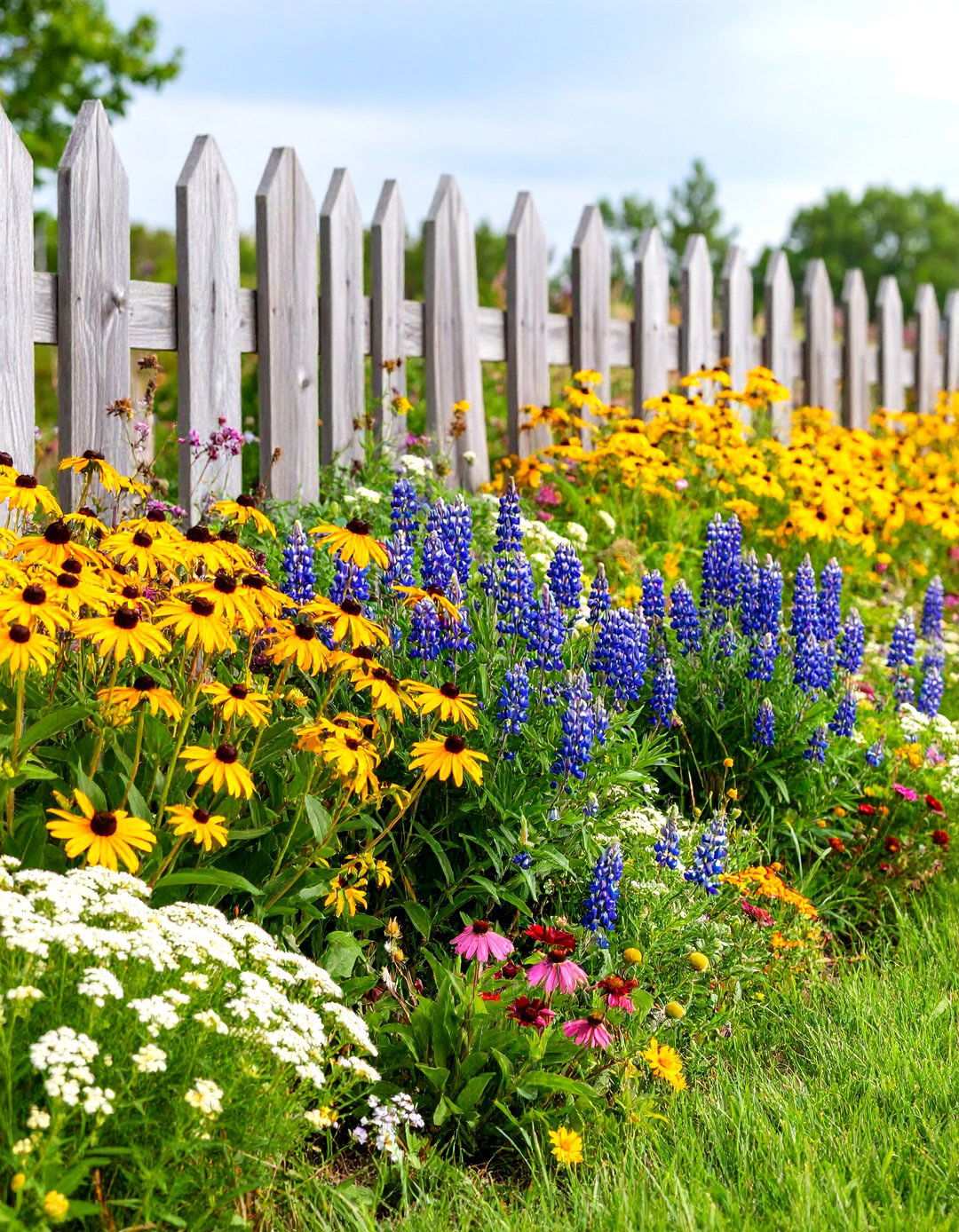 Native Prairie Meadow Border - 24 Perennial Flower Bed Ideas