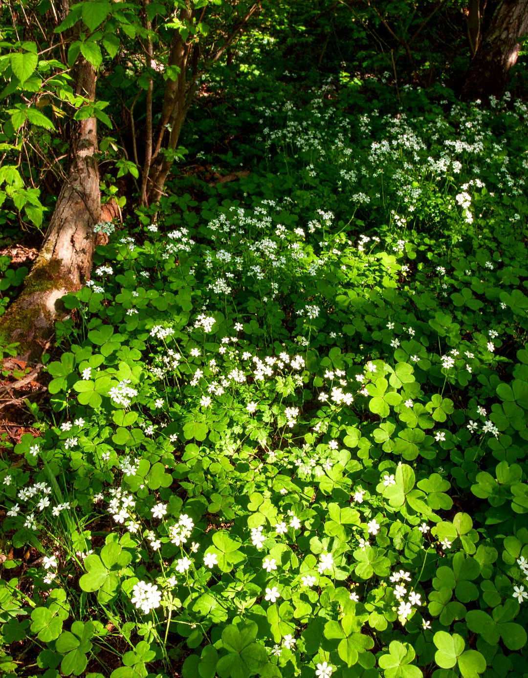 Native Woodland Ground Cover Gardens - 24 Shady Garden Ideas