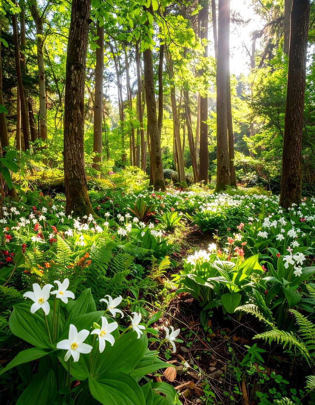 Native Woodland Plant Communities - 24 Shade Garden Design Ideas