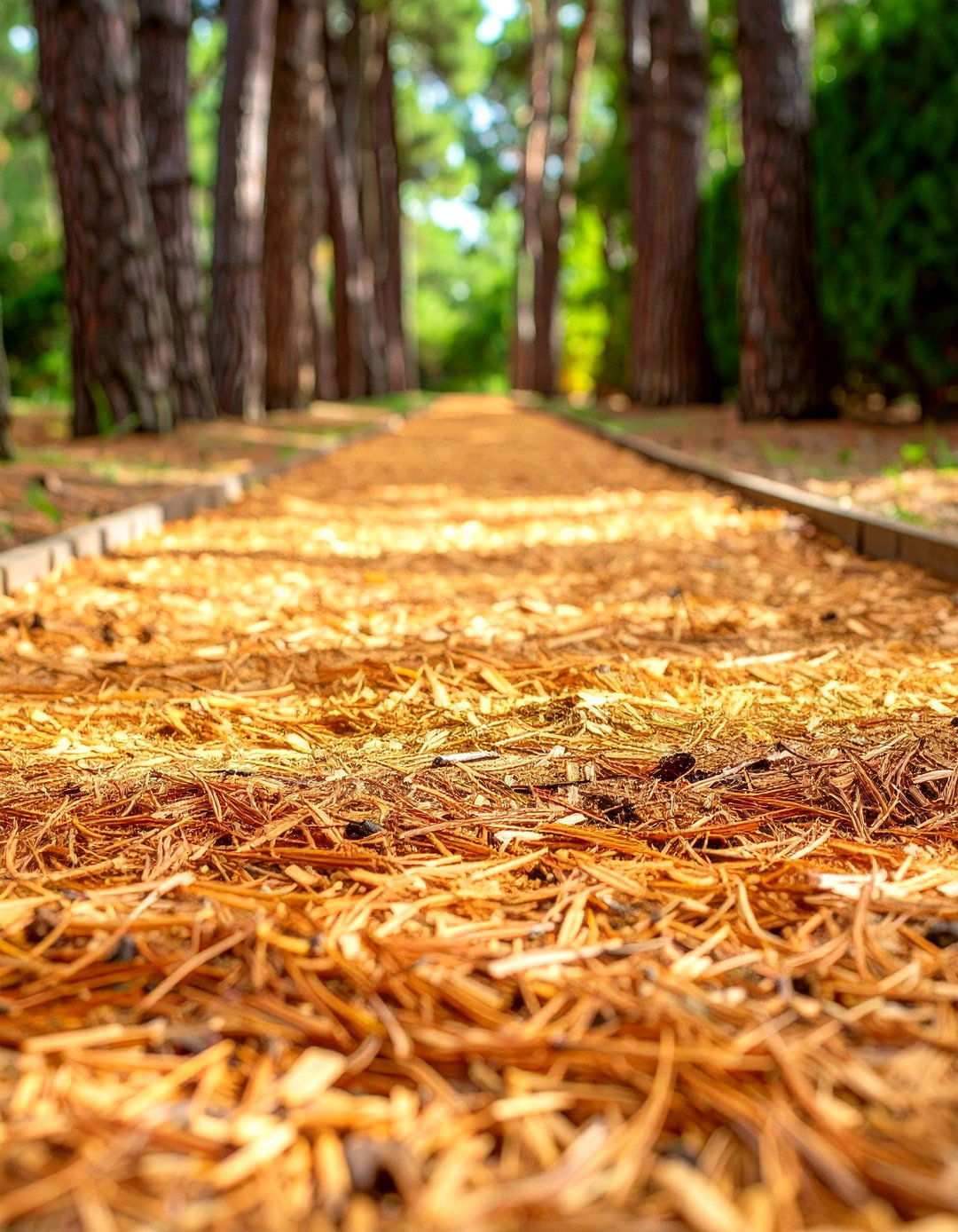 Pine Straw Pathway Systems - 24 Natural Walkway Ideas