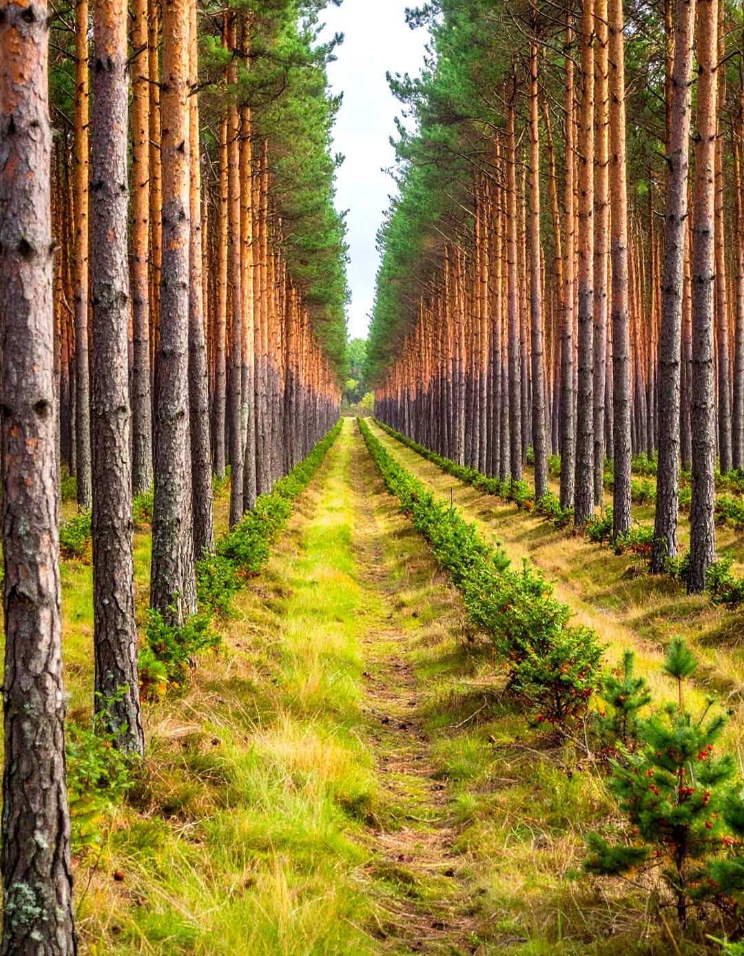Pine Windbreak Wildlife Corridor - 24 Pine Tree Landscape Ideas