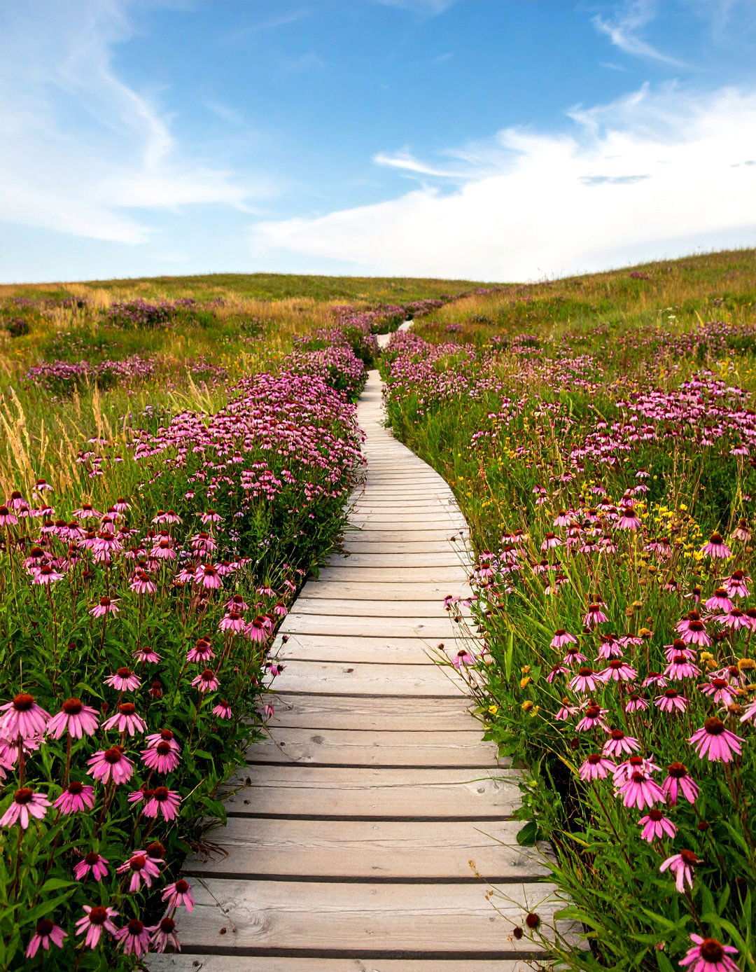 Pink Prairie Wildflower Meadow - 24 Pink Garden Ideas