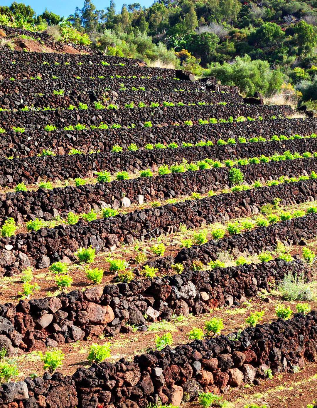 Terraced Slope Landscaping - 24 Red Lava Rock Landscaping Ideas
