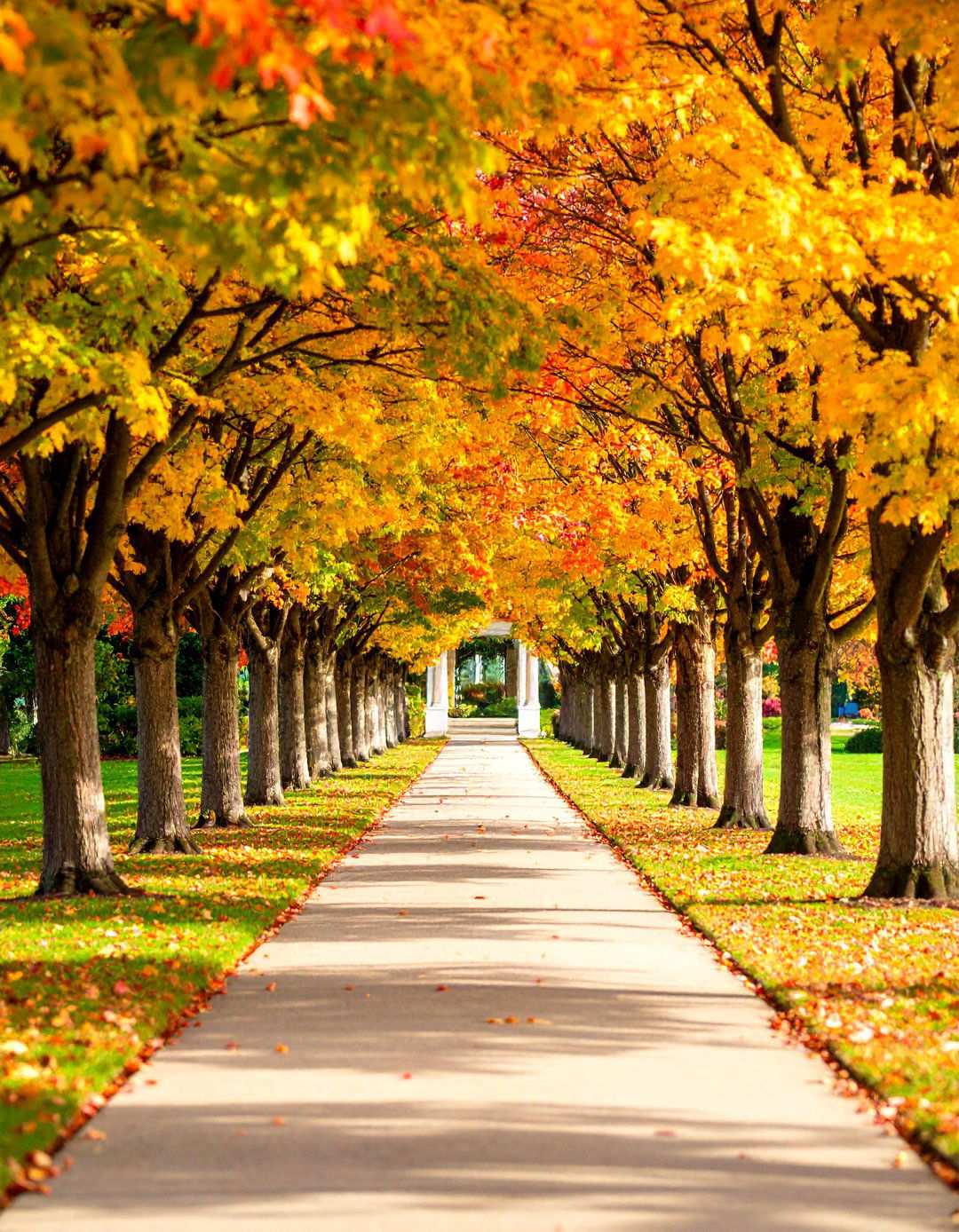 Tree Lined Pathway Designs - 24 Tree Landscaping Ideas