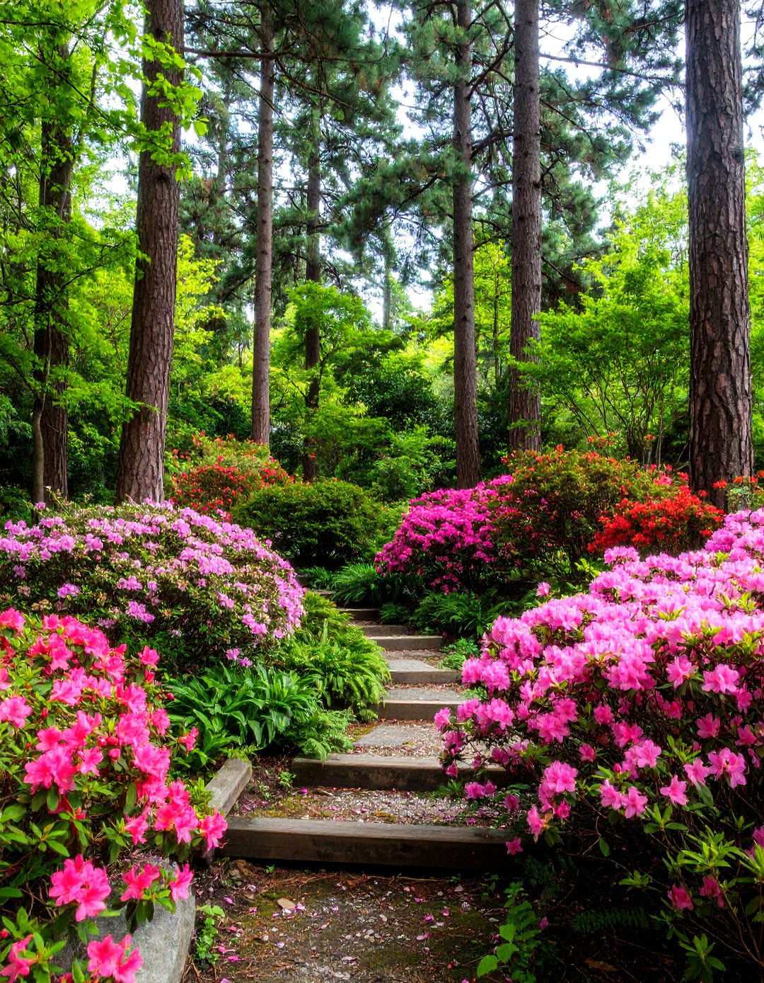 Under Pine Shade Garden - 24 Pine Tree Landscape Ideas