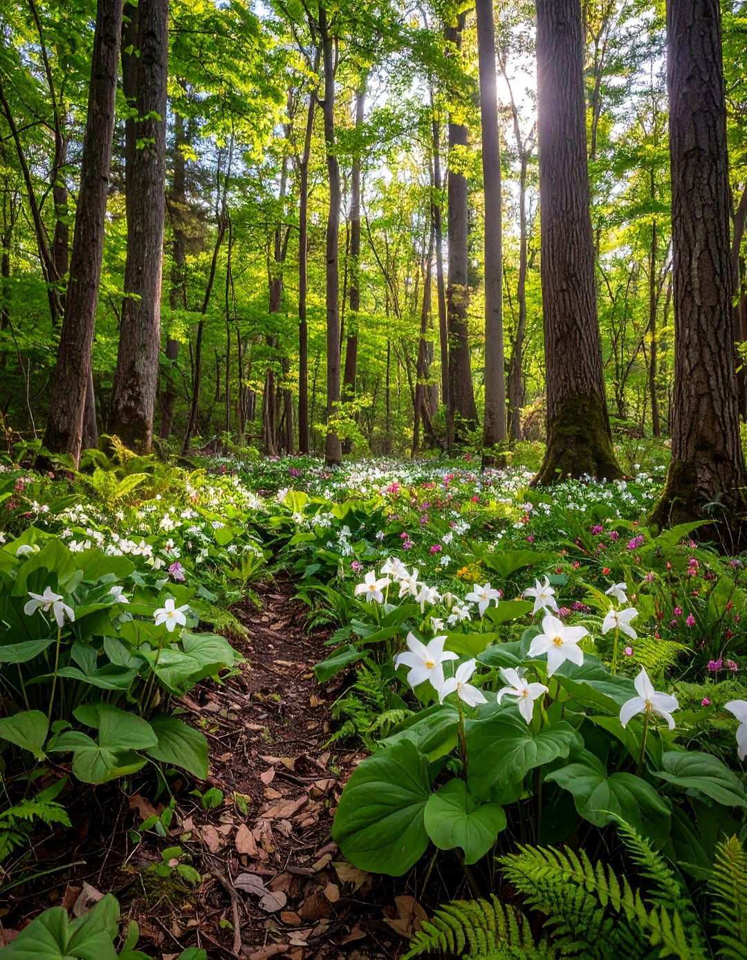 Woodland Edge Spring Garden - 24 Spring Garden Ideas