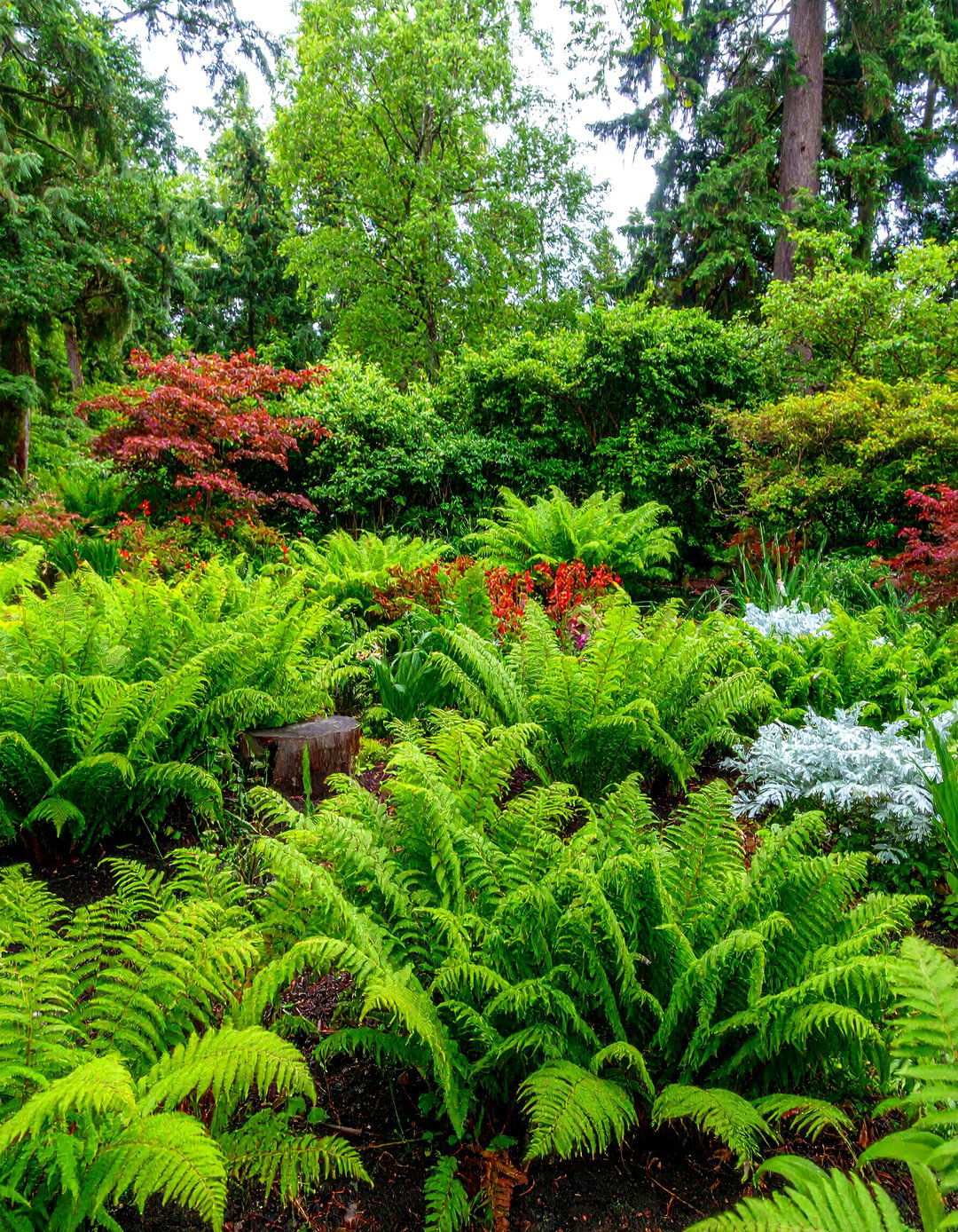 Woodland Fern Collection Gardens - 24 Shady Garden Ideas